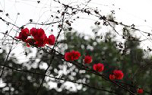 女生和我講土味情話怎么回復(fù)